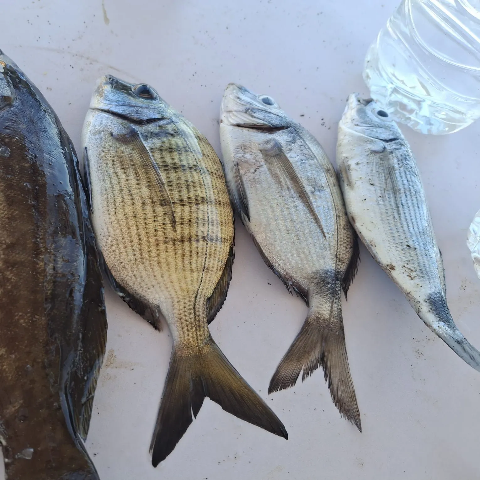 Fish caught on Fishbrain