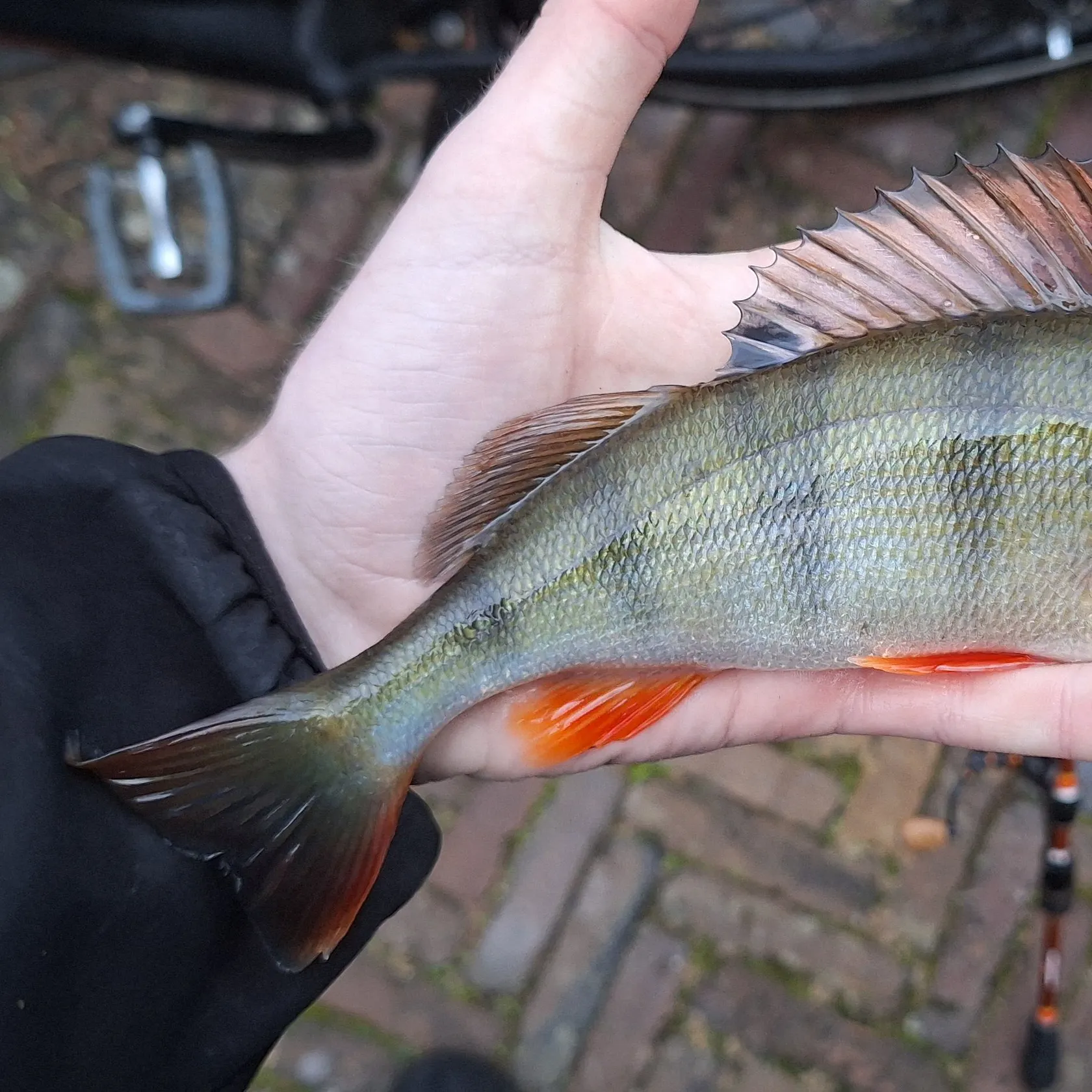 European perch caught on Fishbrain