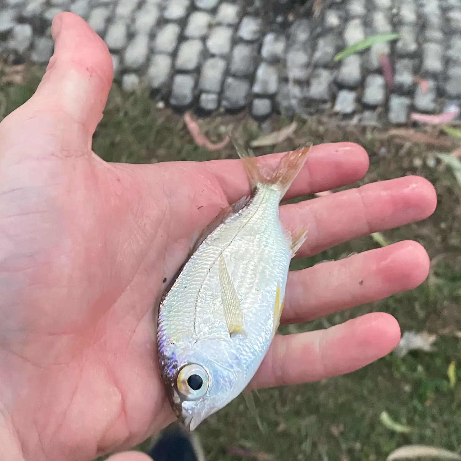 The most recent Common silver belly catches on Fishbrain