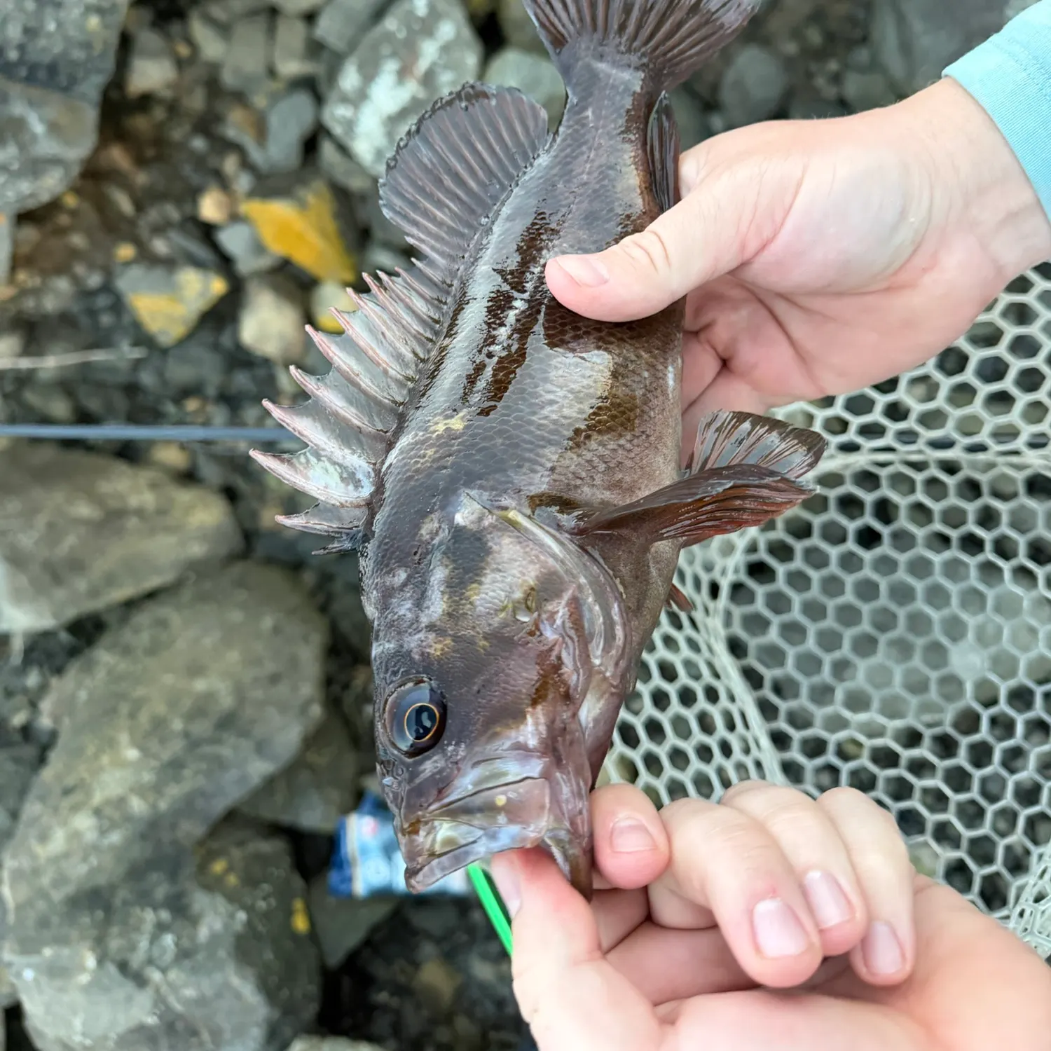 Copper rockfish caught on Fishbrain