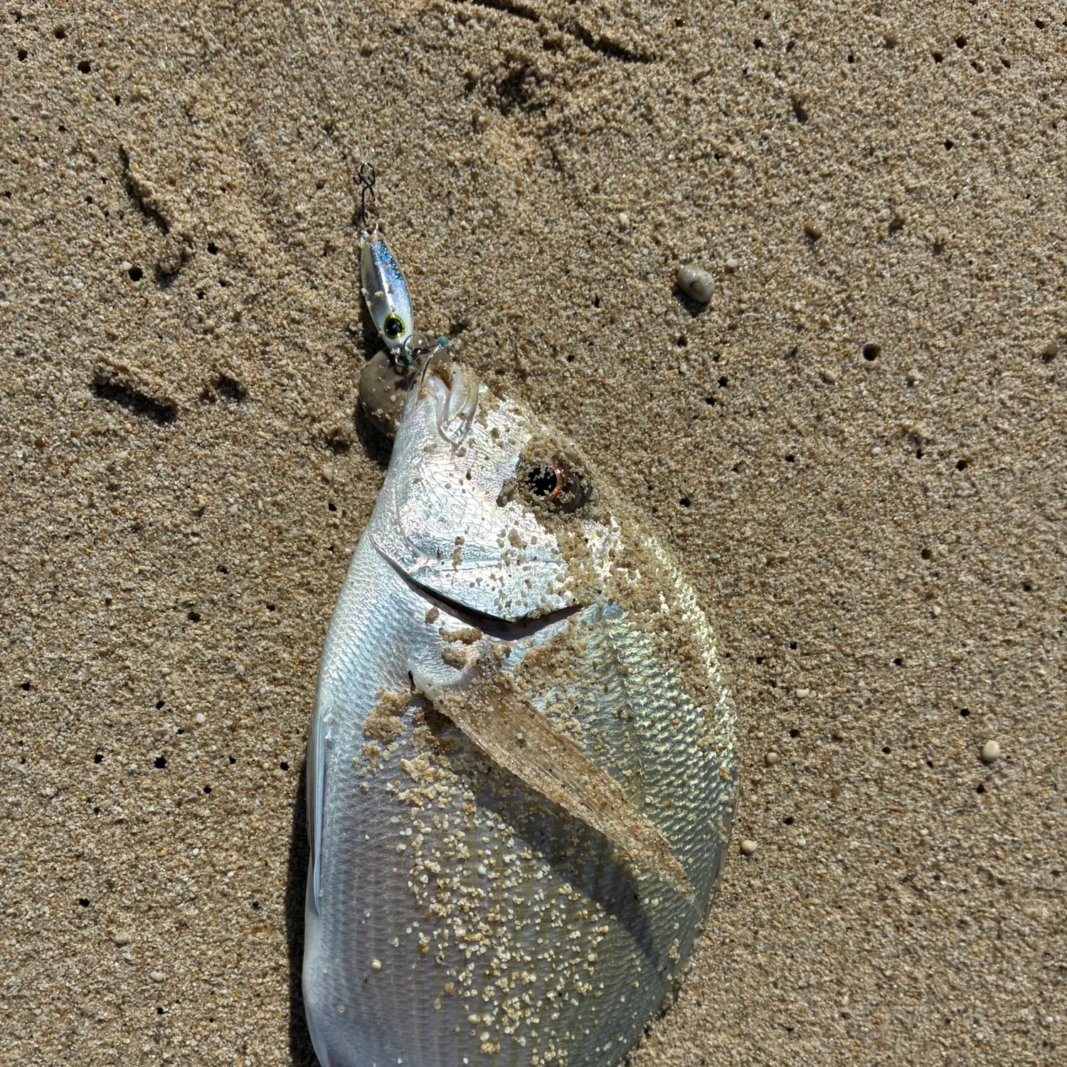 White seabream caught on Fishbrain