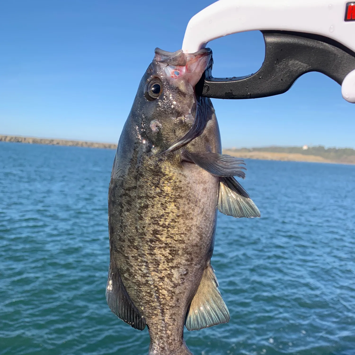 The most recent Blue rockfish catches on Fishbrain