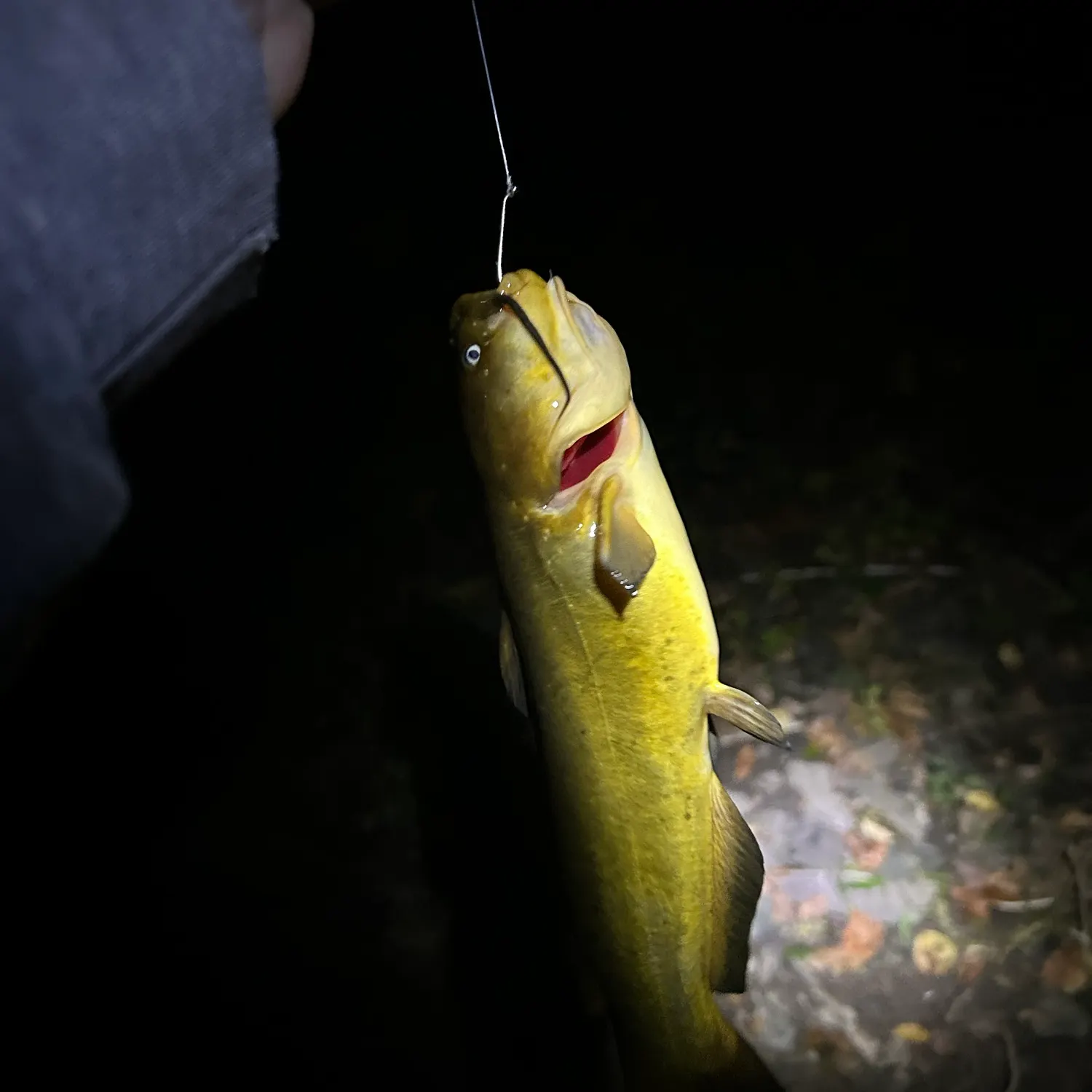 Yellow bullhead caught on Fishbrain