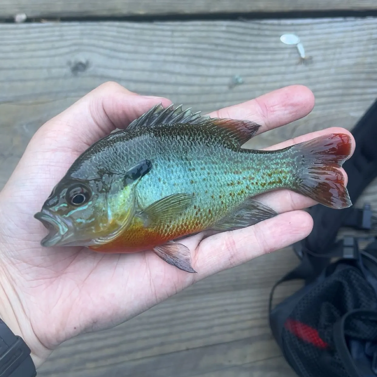 Redbreast sunfish caught on Fishbrain