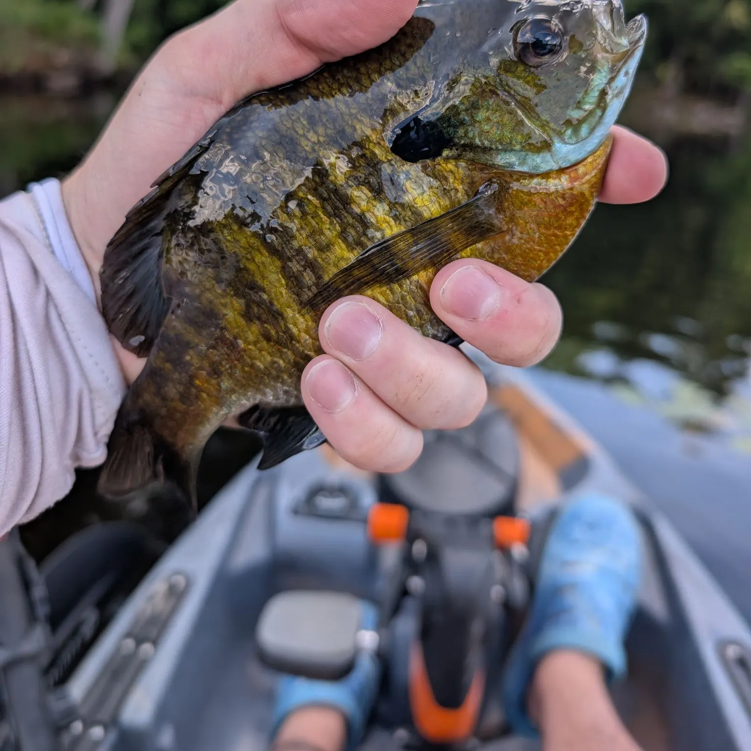 Bluegill caught on Fishbrain