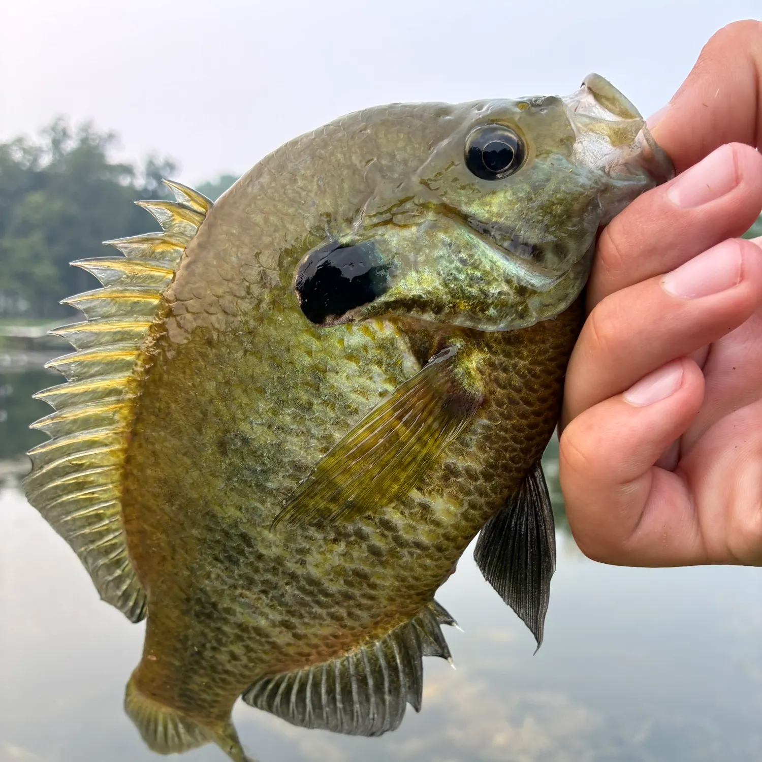 Redear x bluegill caught on Fishbrain