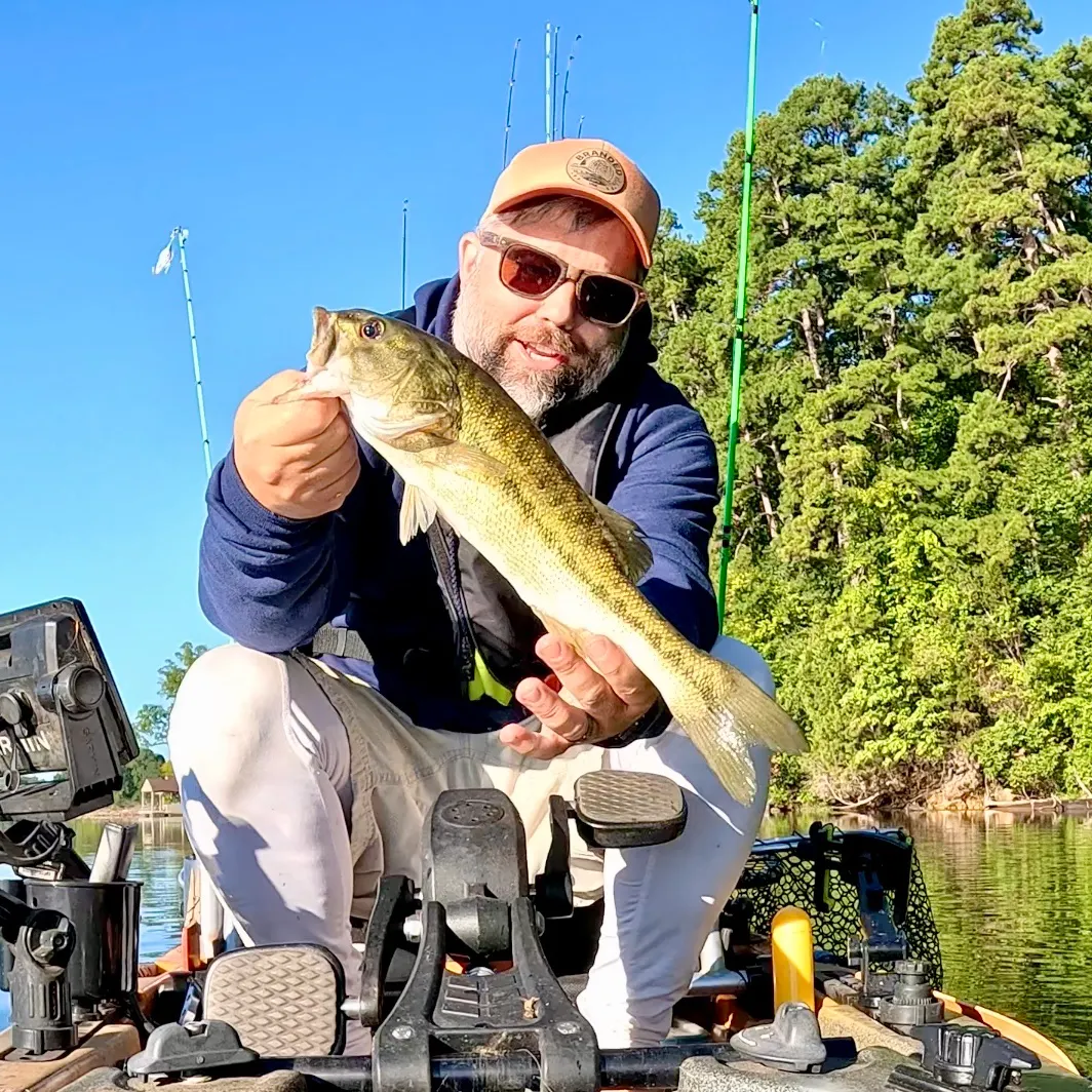 Spotted bass caught on Fishbrain