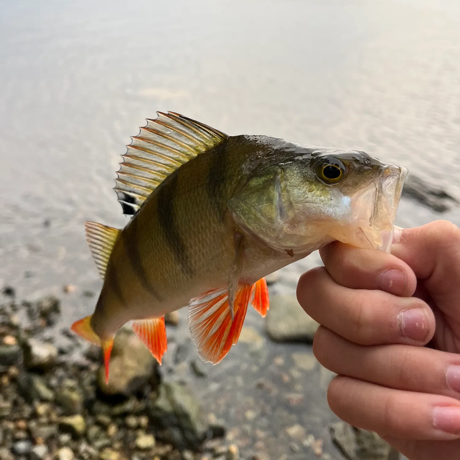 European perch caught on Fishbrain