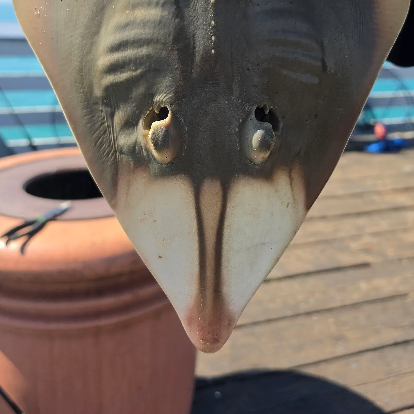 The most recent Pacific shovelnose guitarfish catches on Fishbrain
