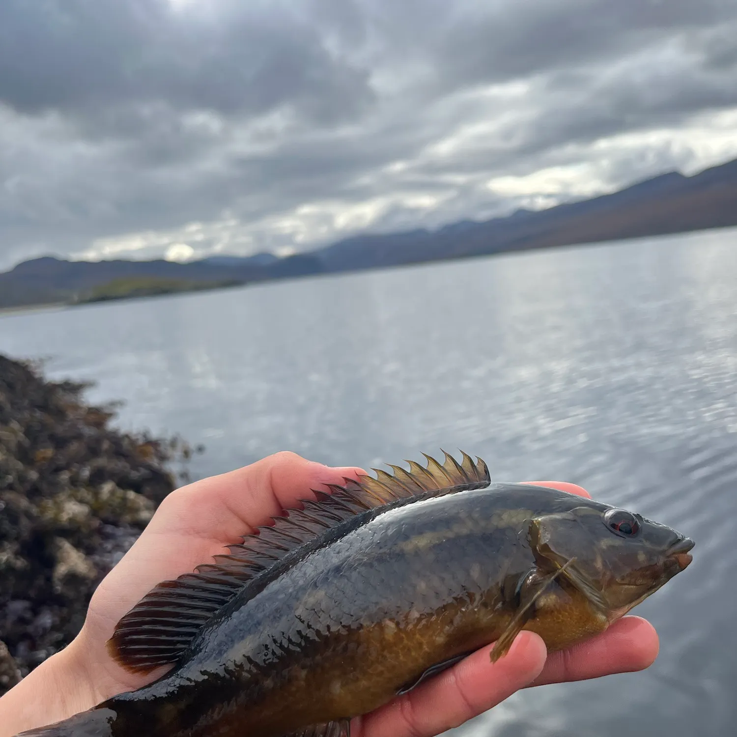 The most recent Ballan wrasse catches on Fishbrain