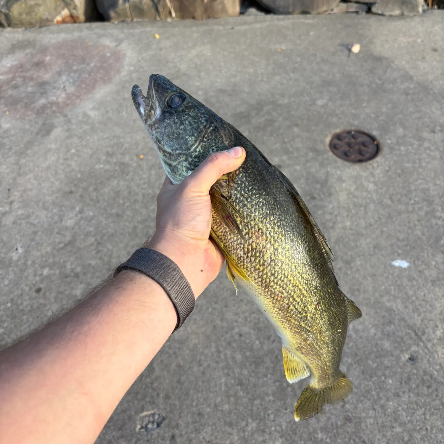 catch
