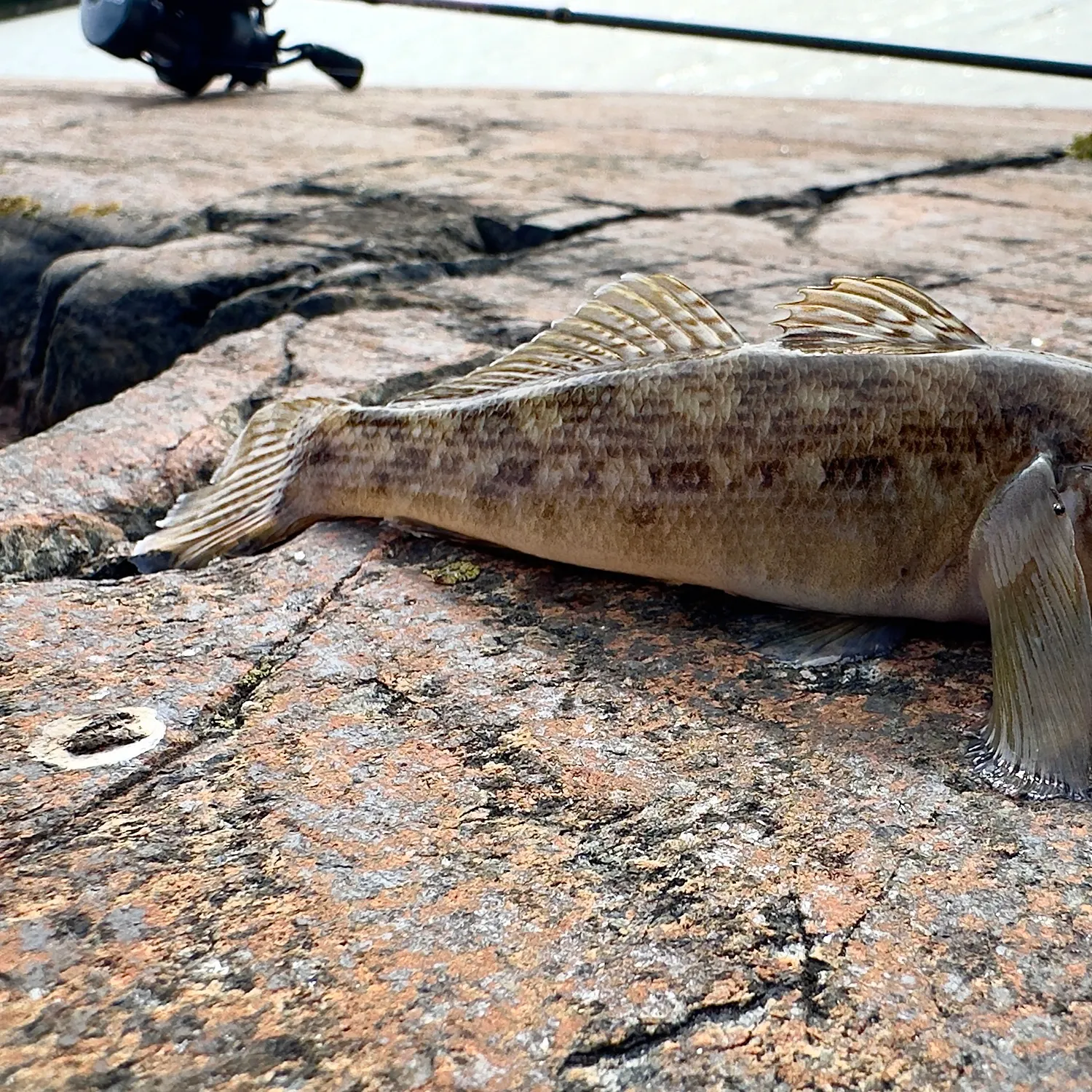 Round goby caught on Fishbrain