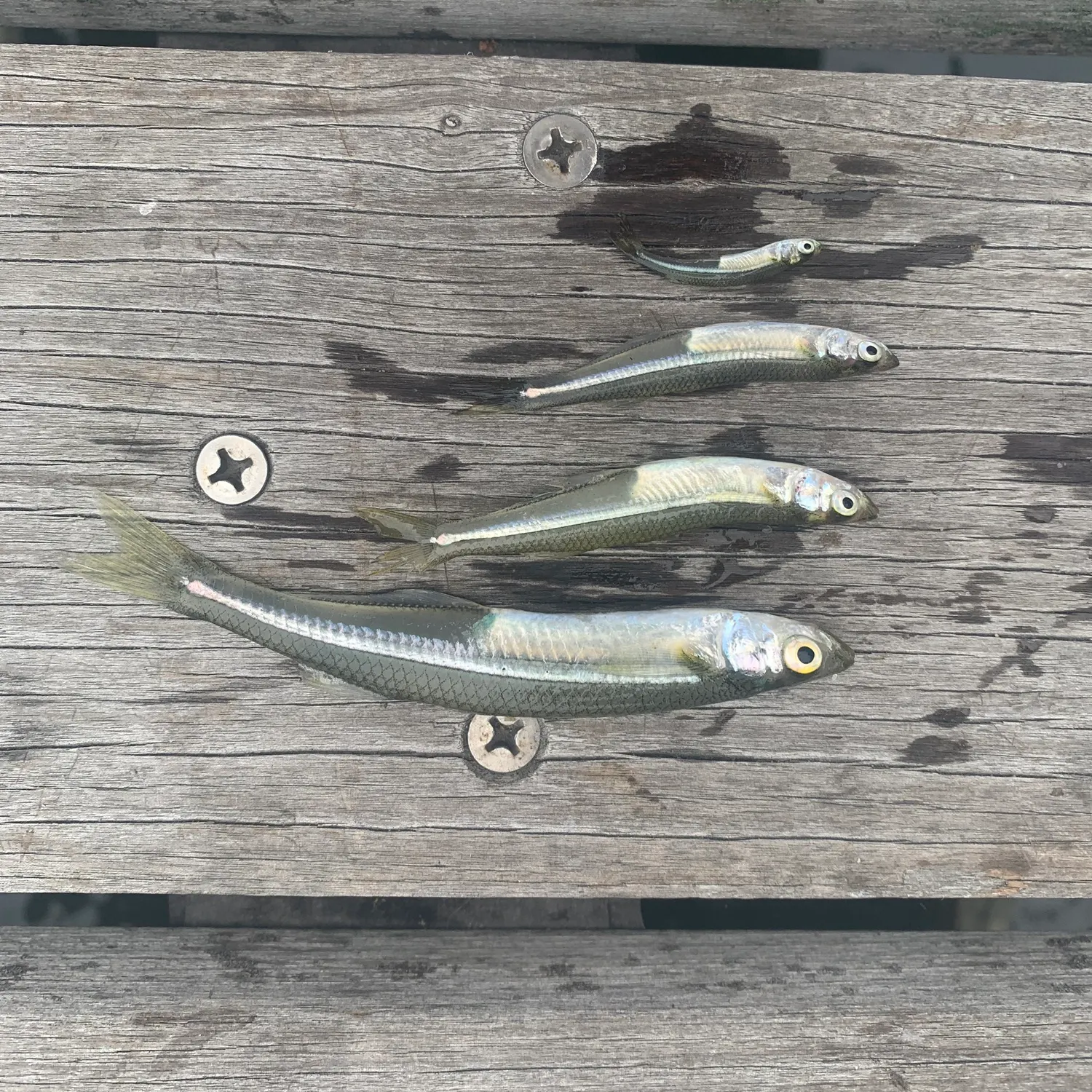 Atlantic silverside caught on Fishbrain