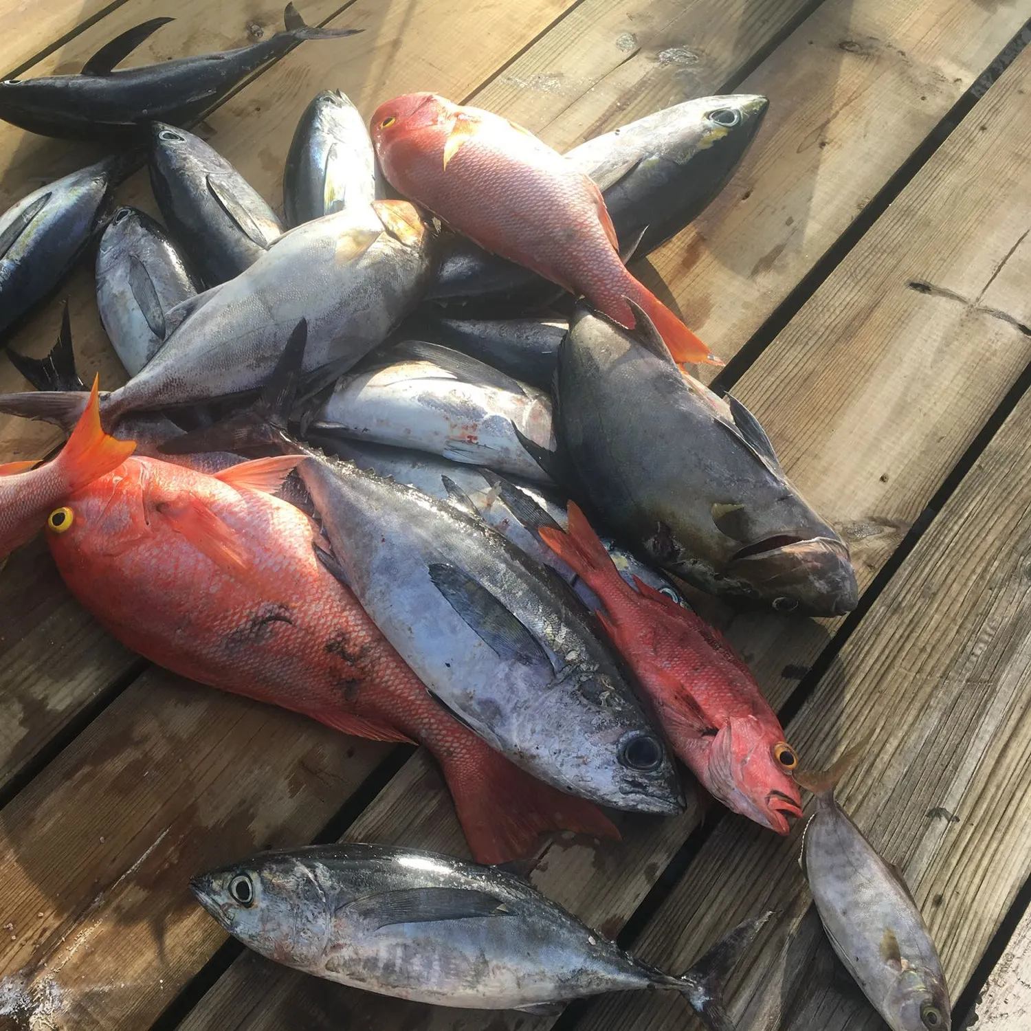 recently logged catches