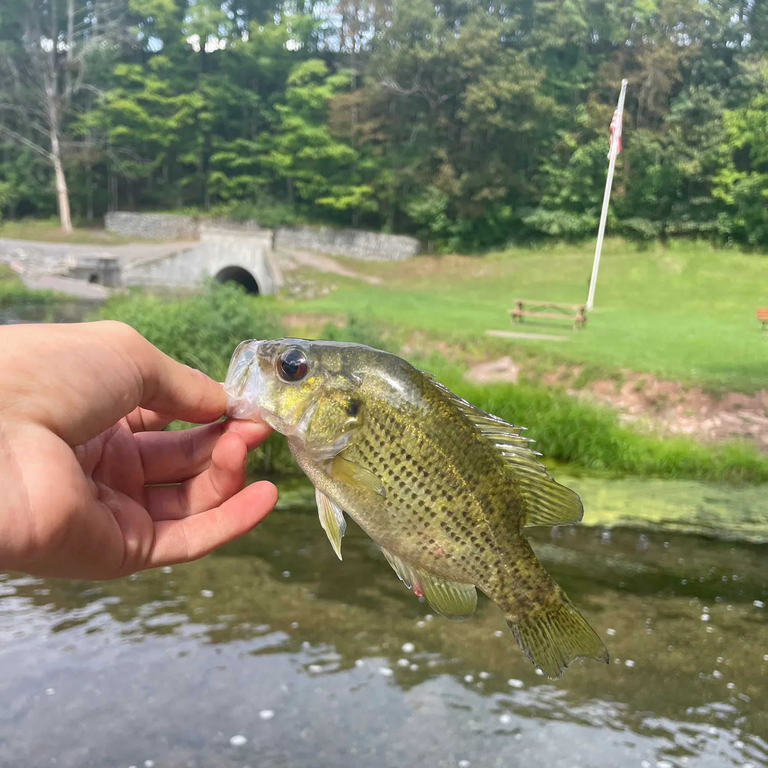 Rock bass caught on Fishbrain