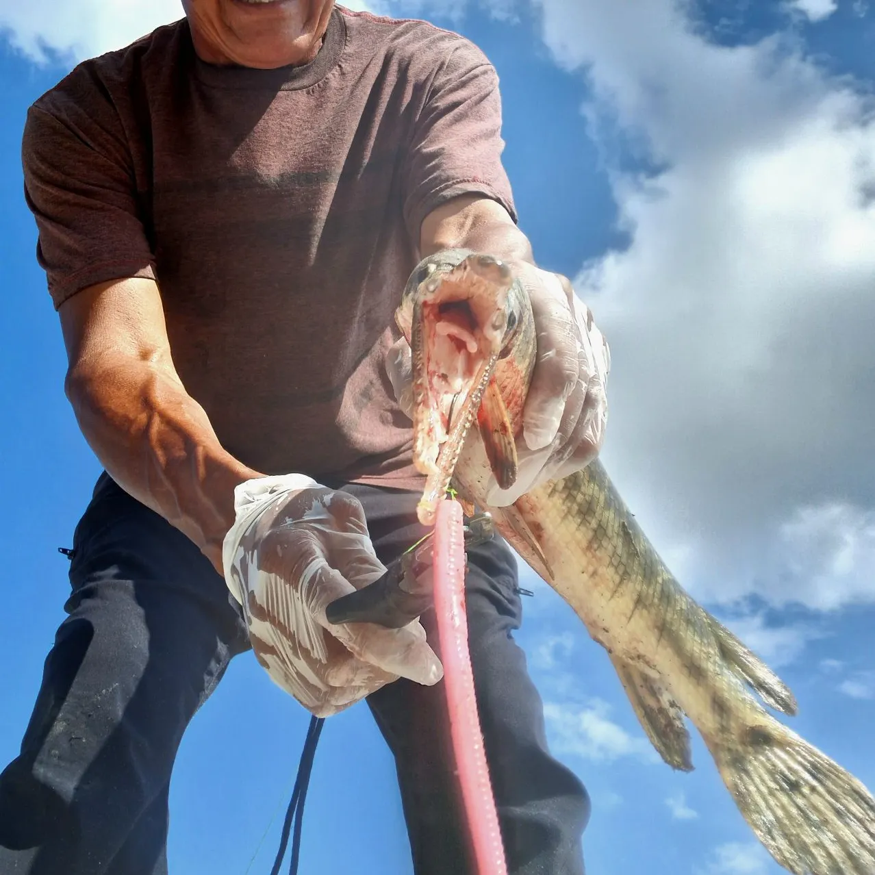 The most recent Spotted gar catches on Fishbrain