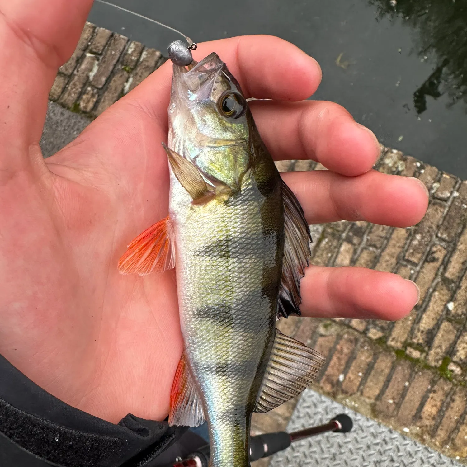 European perch caught on Fishbrain