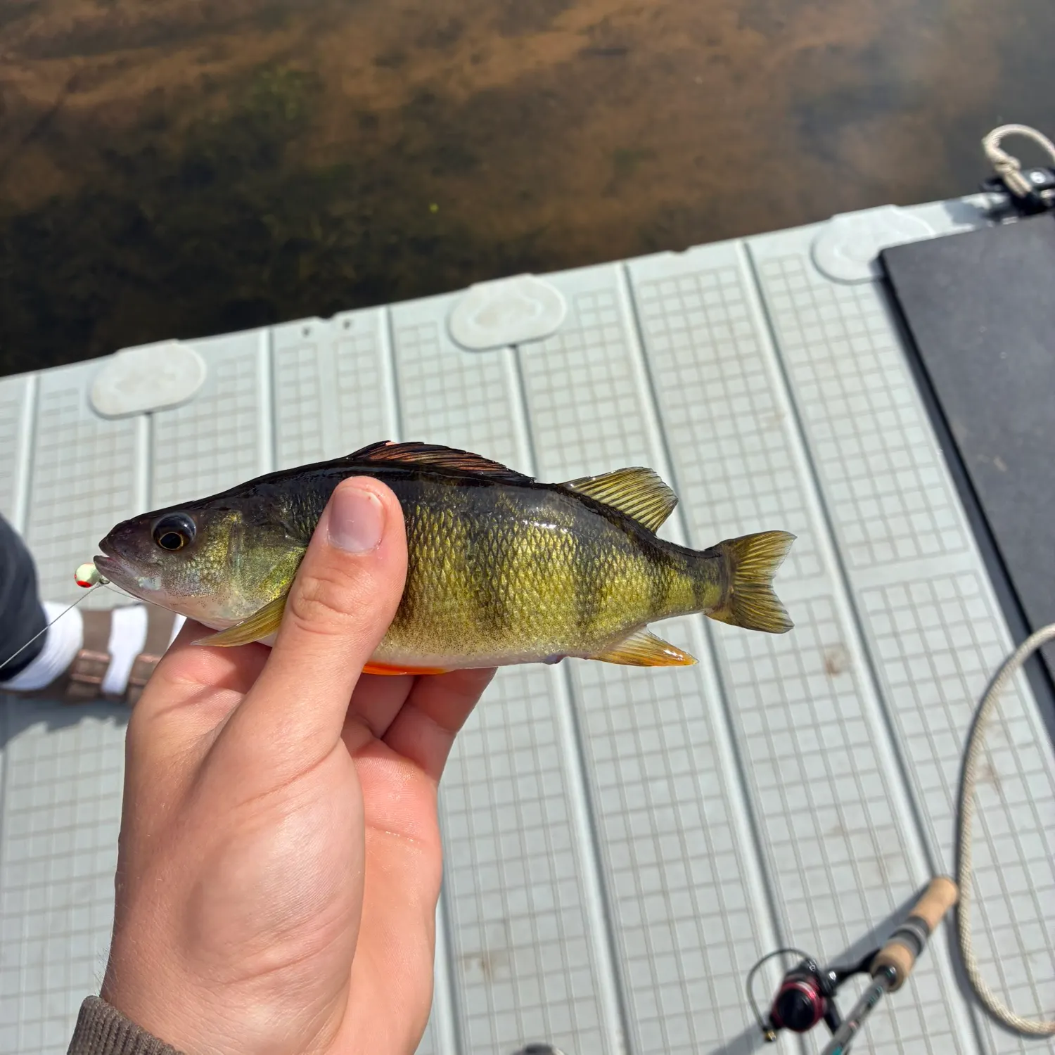 Yellow perch caught on Fishbrain