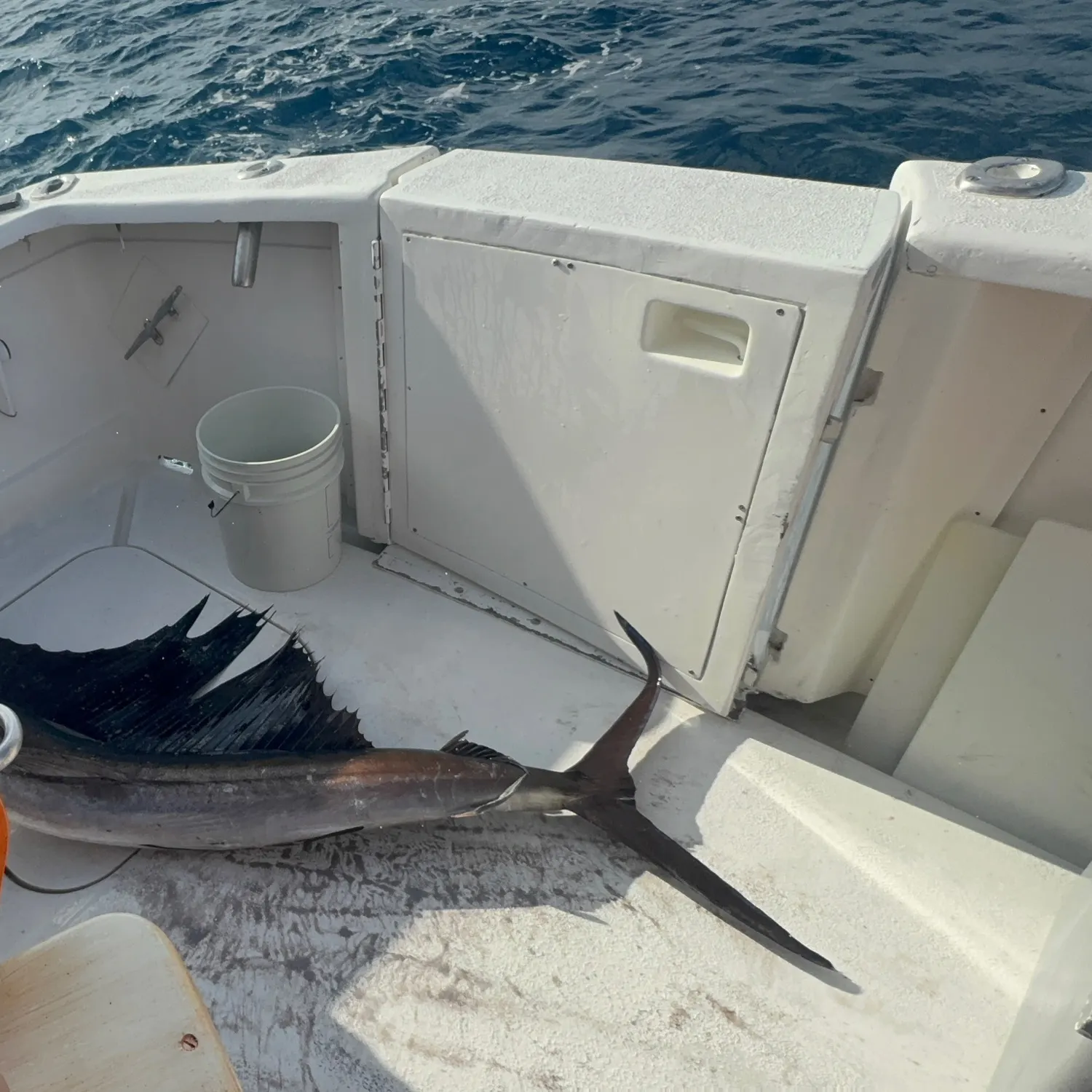 The most recent Atlantic sailfish catches on Fishbrain