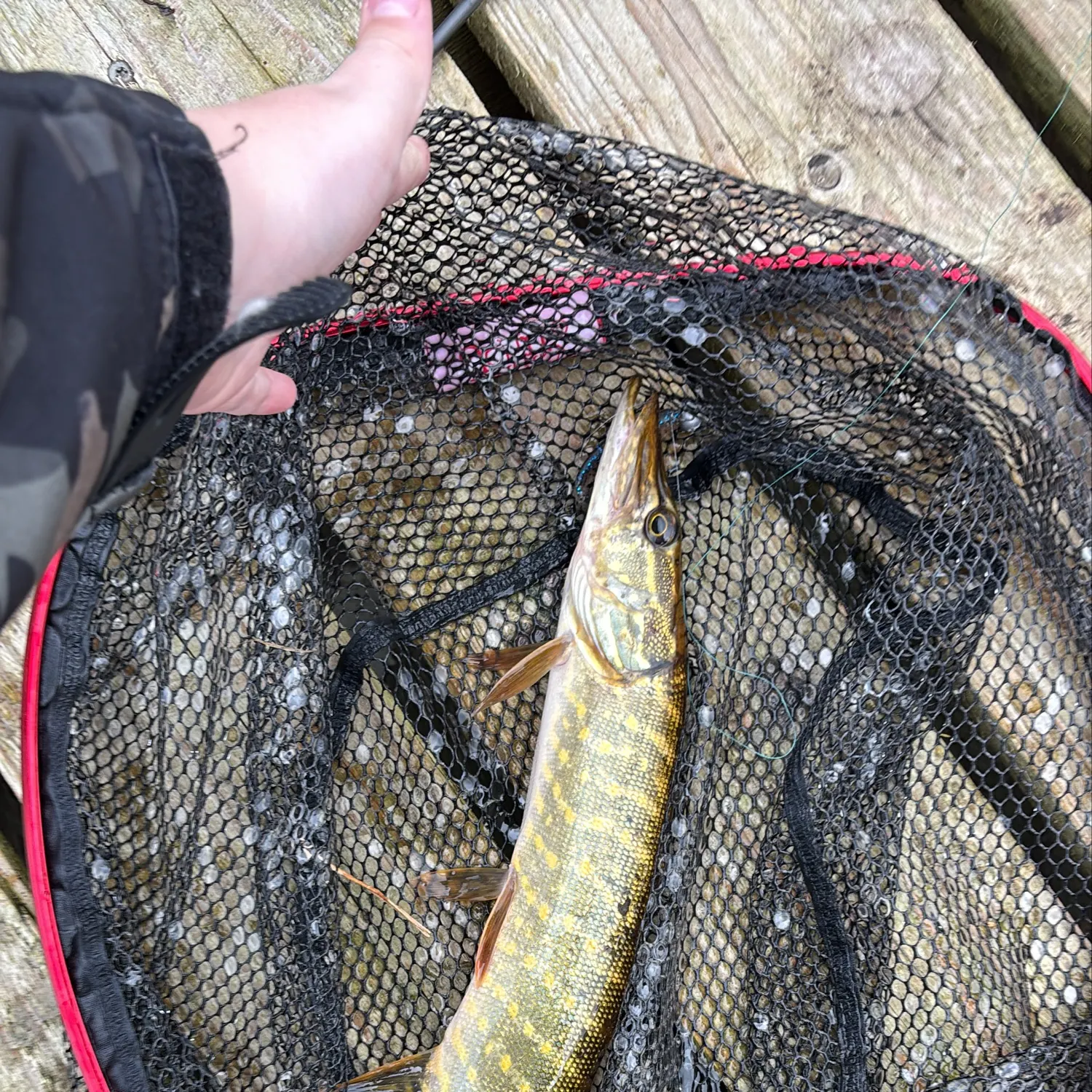 Northern pike caught on Fishbrain