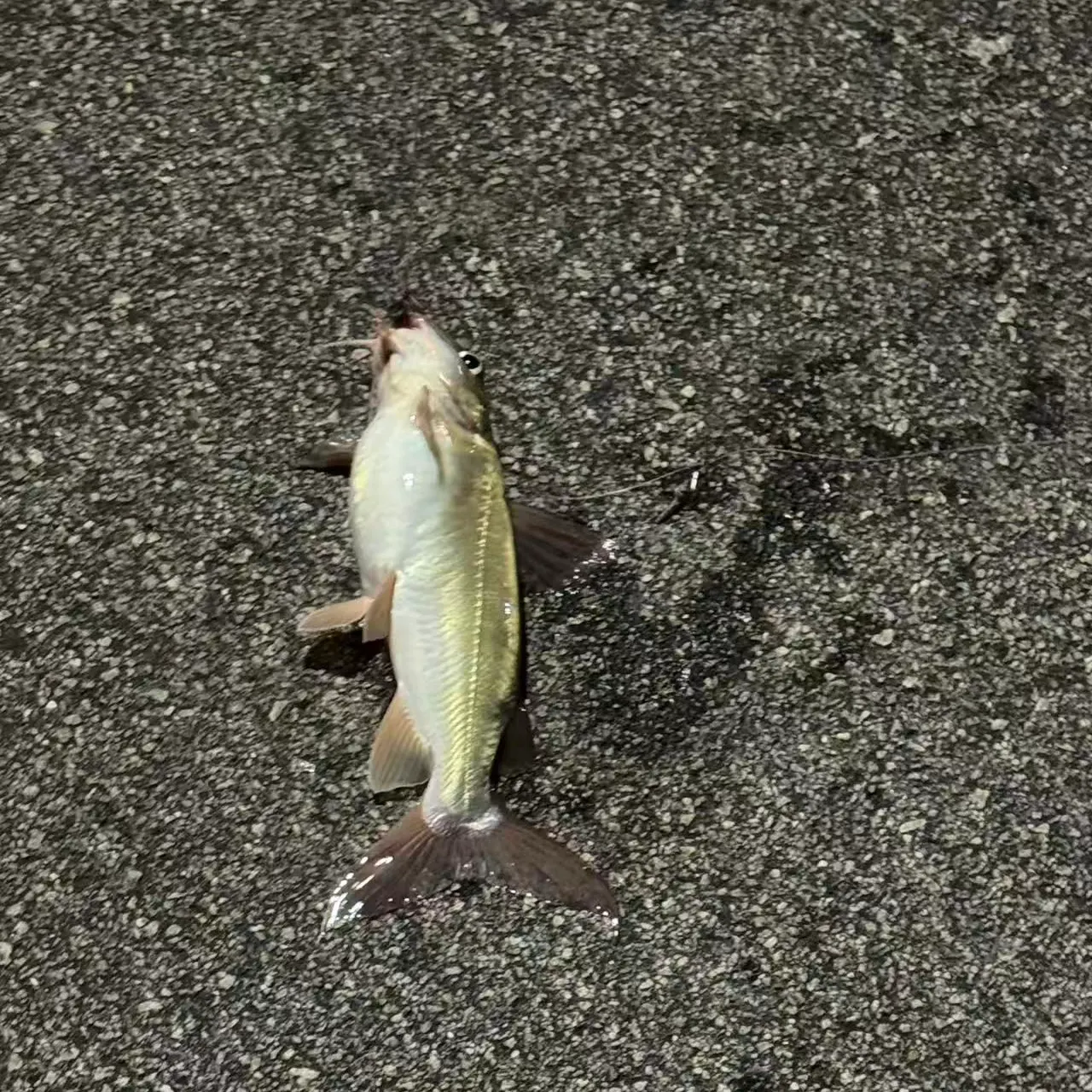 The most recent Chilhuil sea catfish catches on Fishbrain