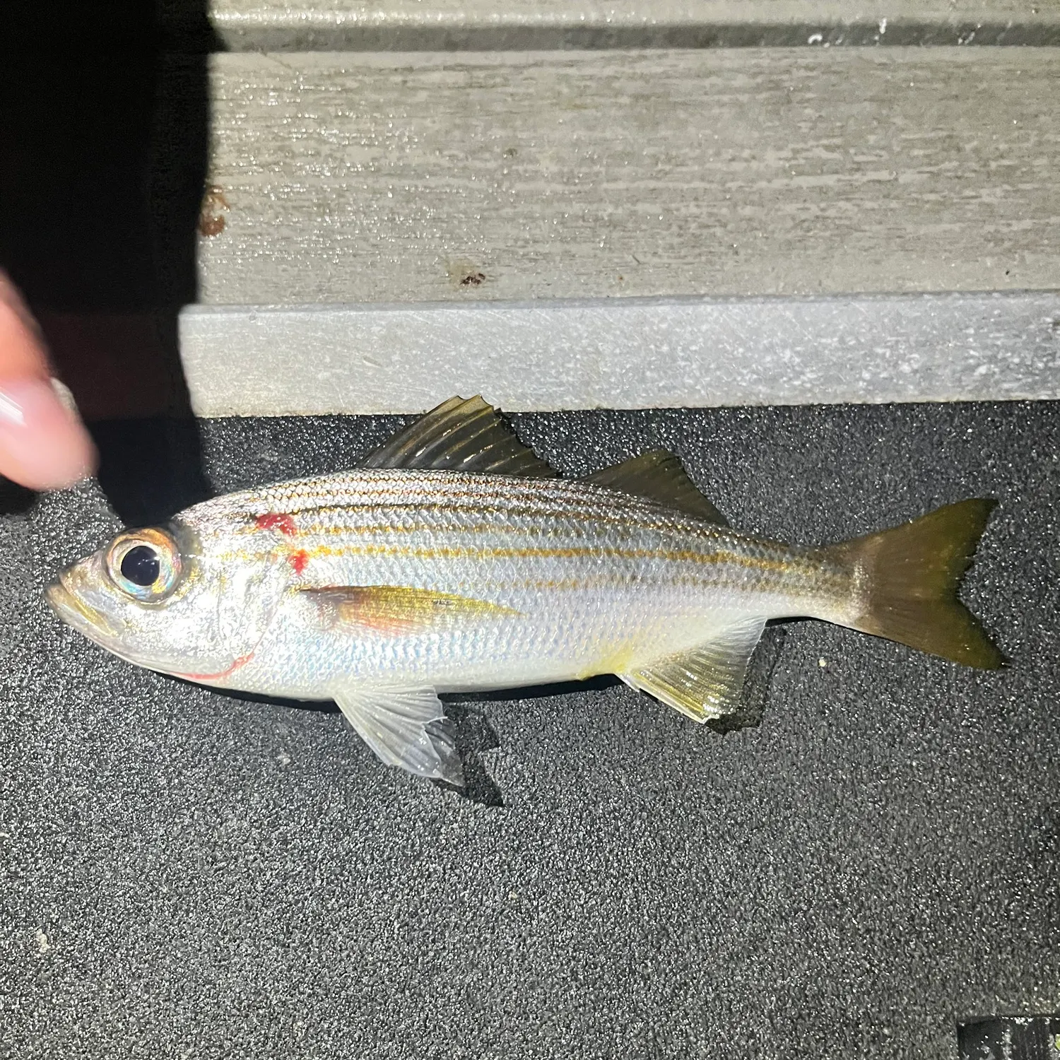 The most recent Californian salema catches on Fishbrain