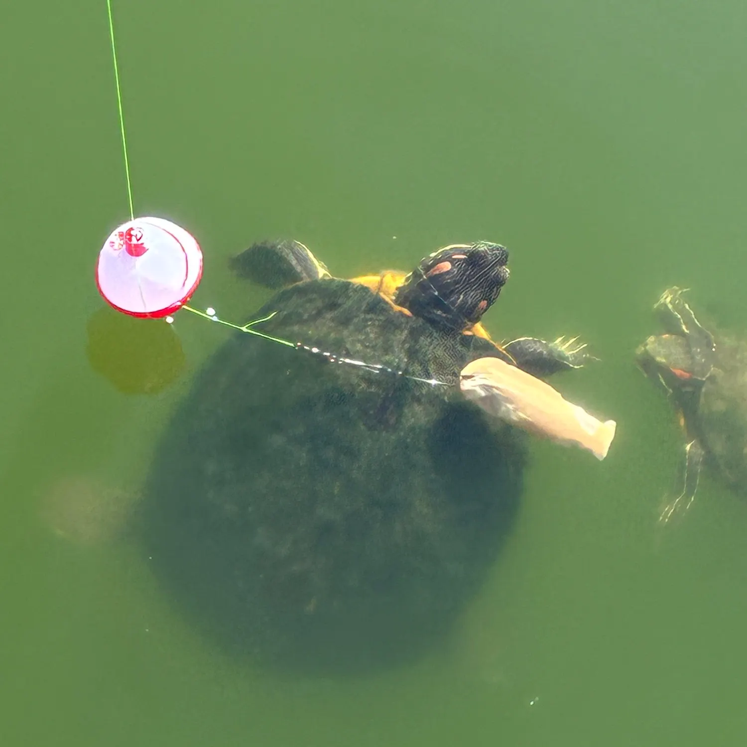 Pond slider turtle caught on Fishbrain