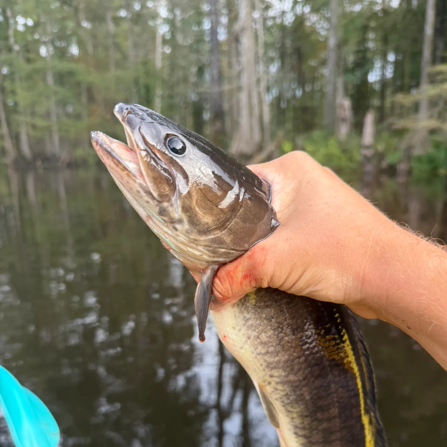 Ruddy bowfin caught on Fishbrain