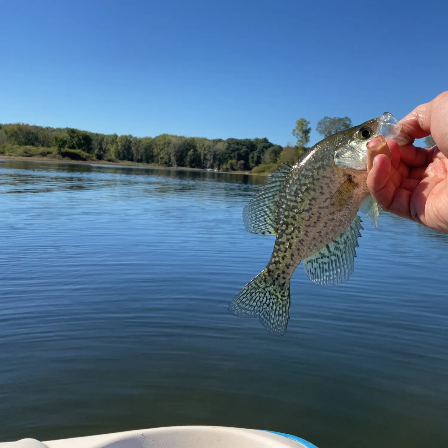 Black crappie caught on Fishbrain