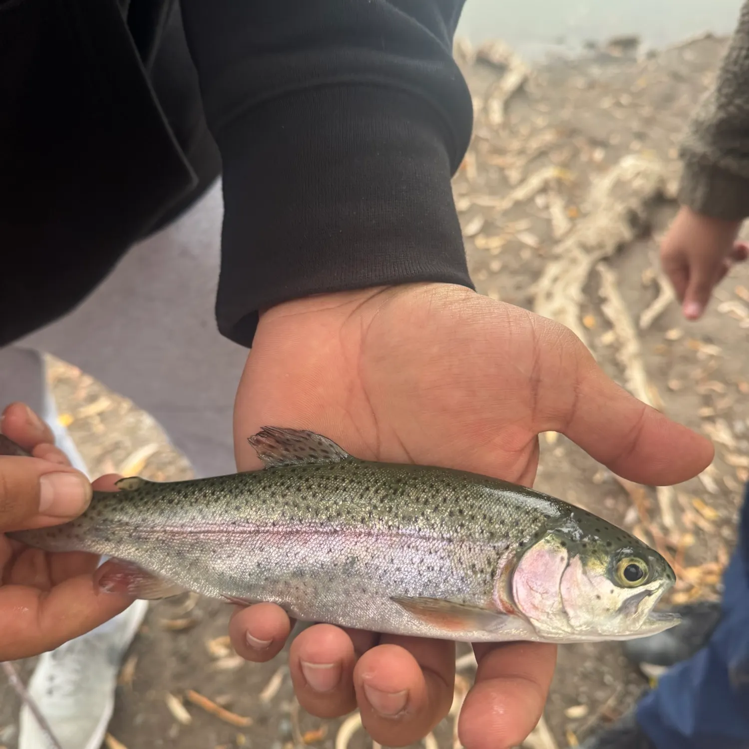 Rainbow trout caught on Fishbrain