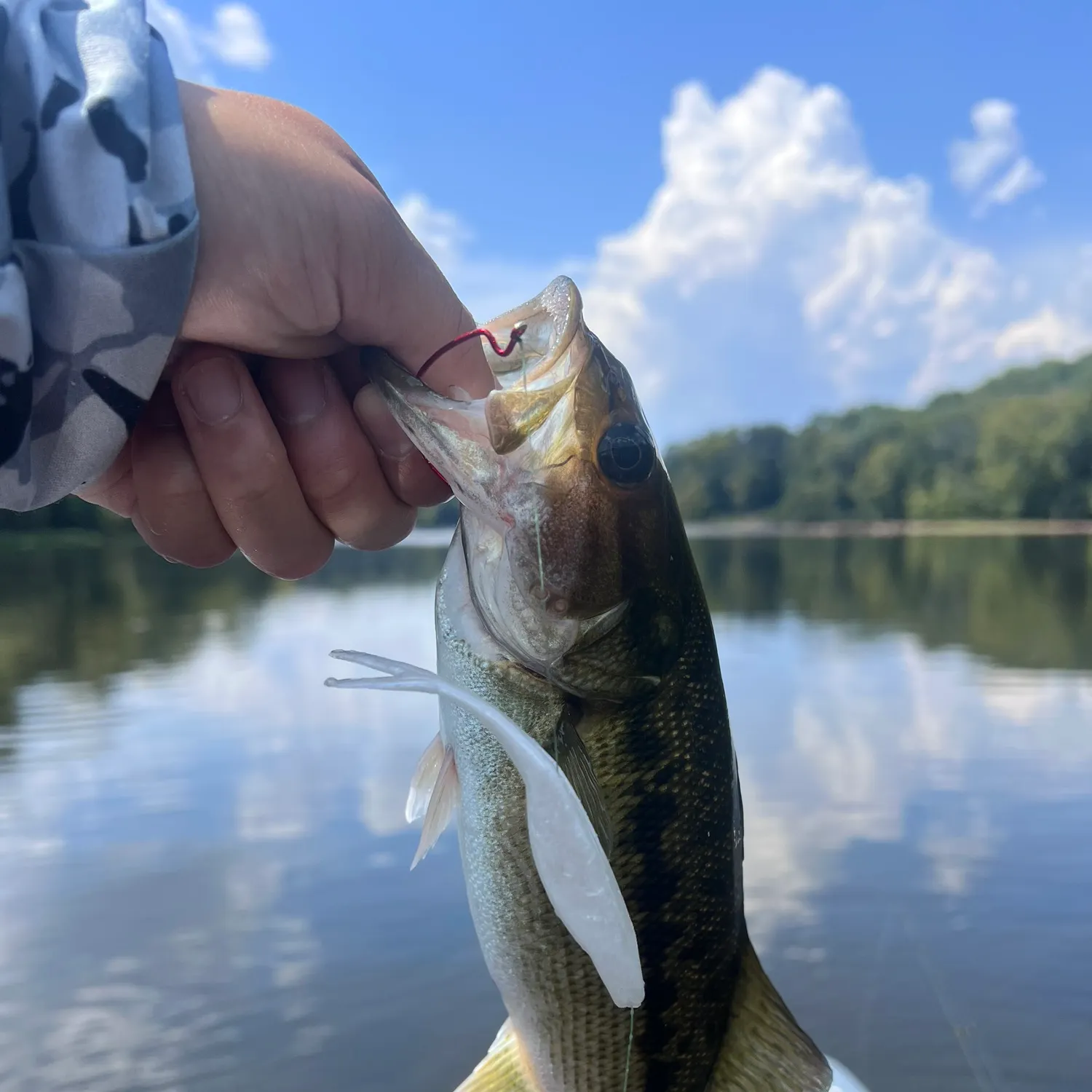 Spotted bass caught on Fishbrain