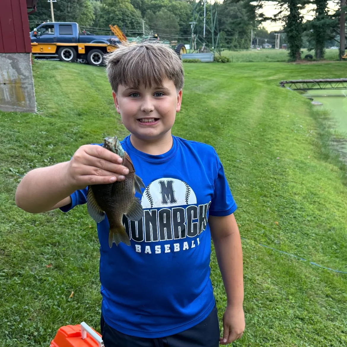 Spotted sunfish caught on Fishbrain