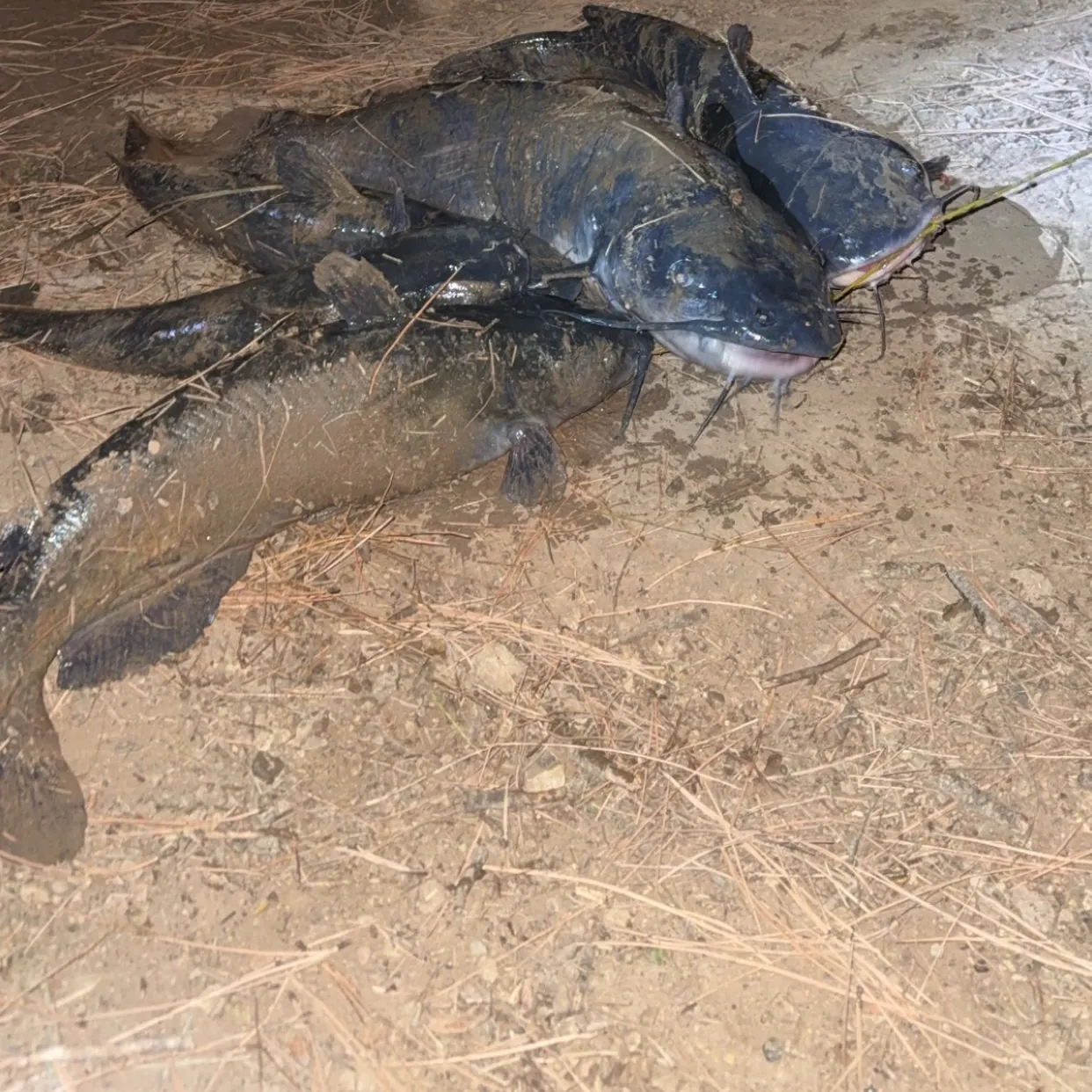 Channel catfish caught on Fishbrain