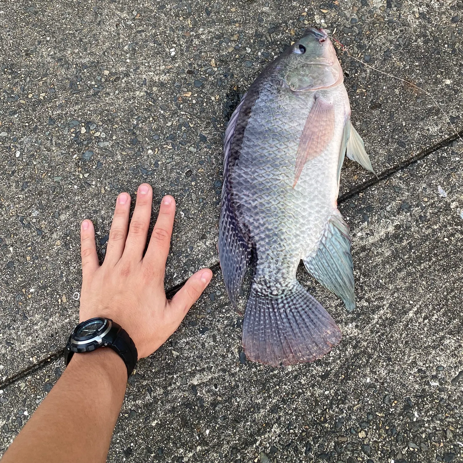 recently logged catches