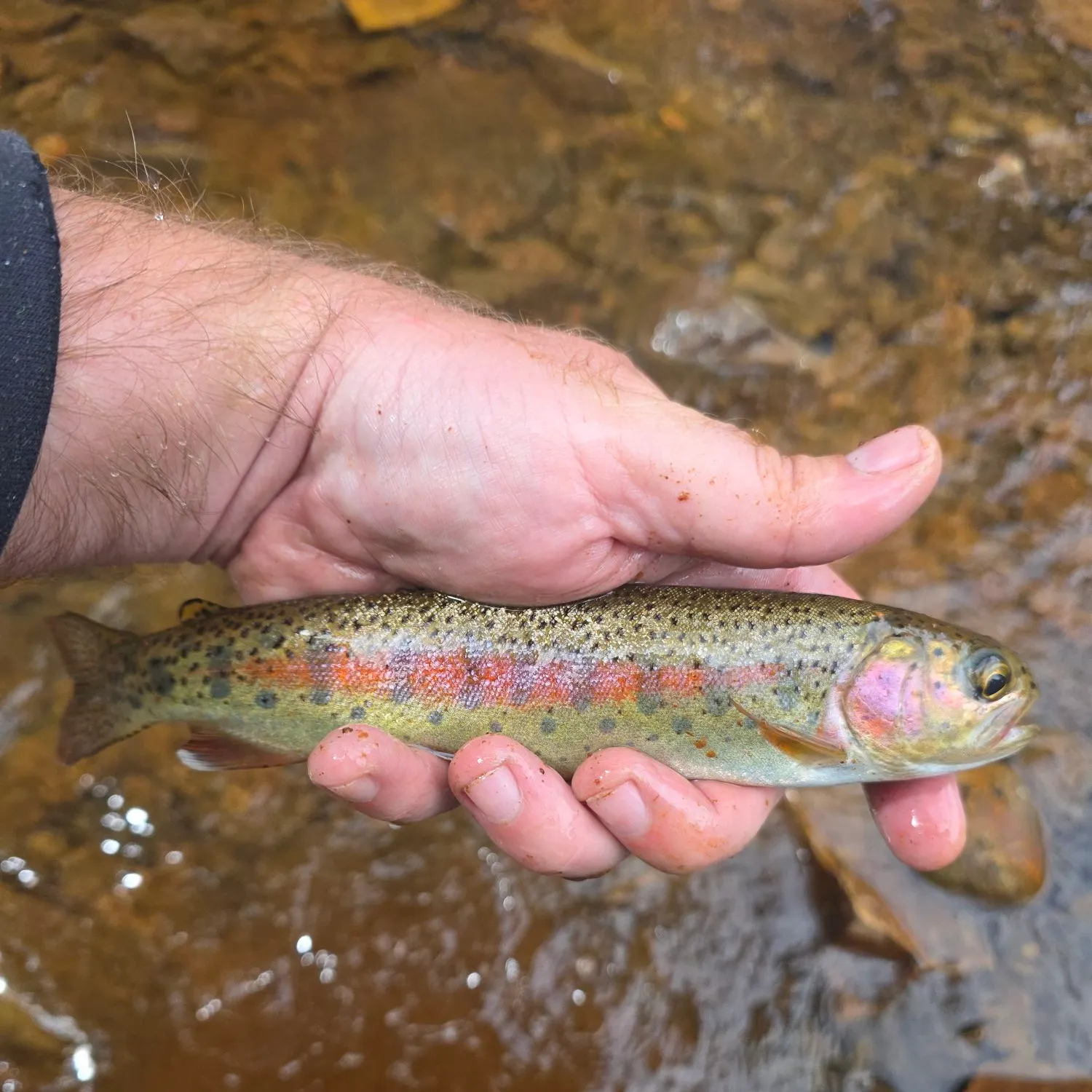Rainbow trout caught on Fishbrain