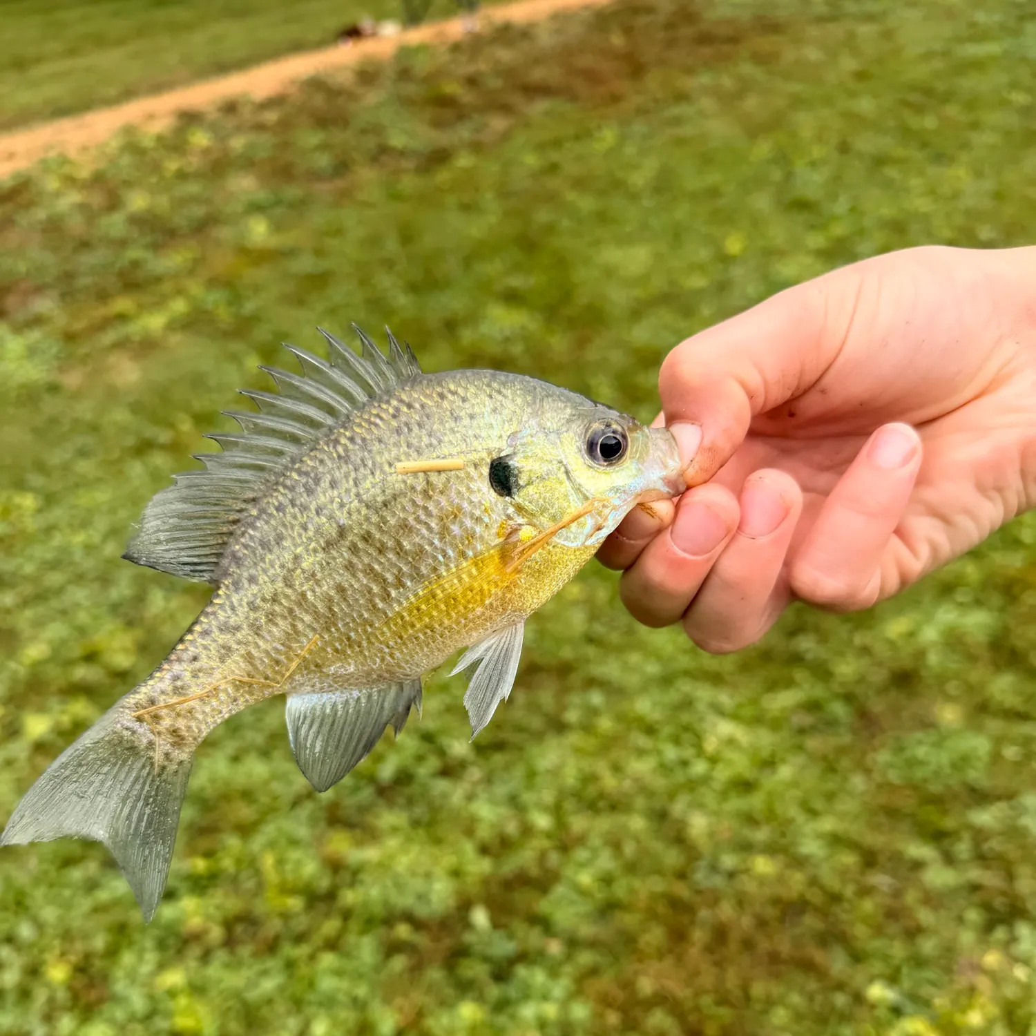 Bluegill caught on Fishbrain