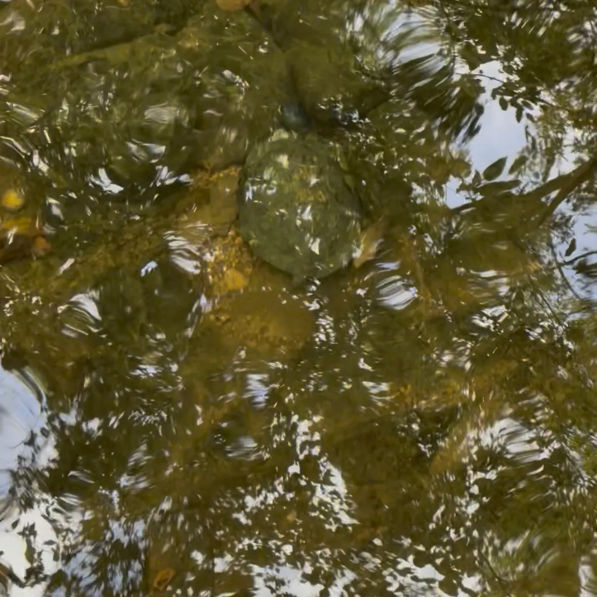 The most recent Northern map turtle catches on Fishbrain