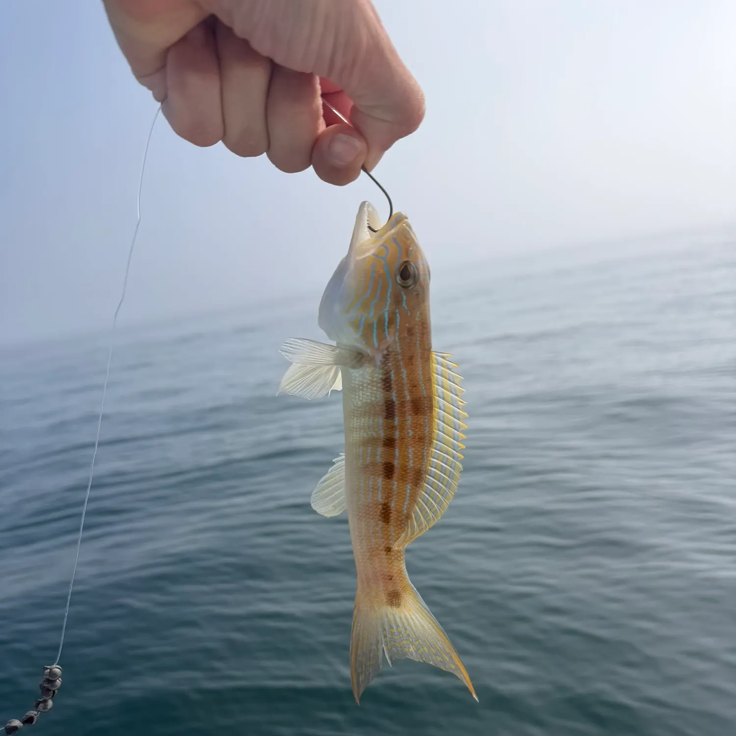 The most recent Sand perch catches on Fishbrain