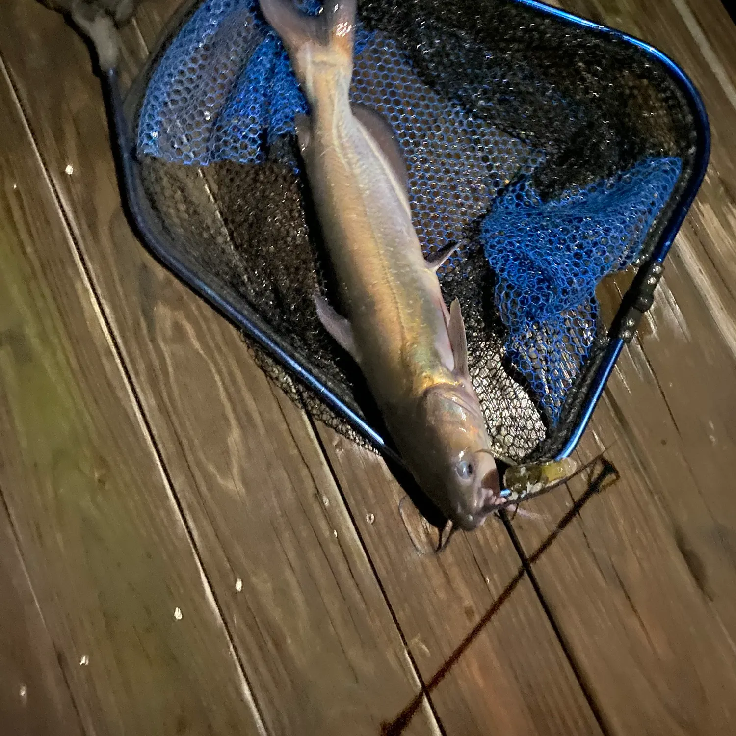 Channel catfish caught on Fishbrain