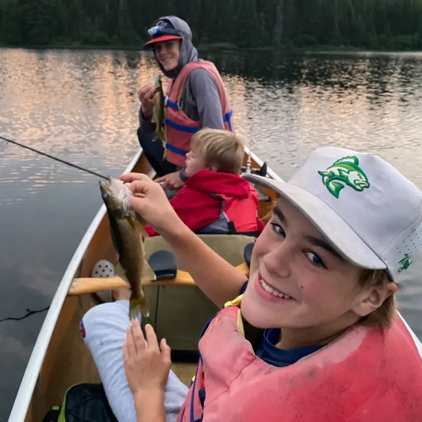 Walleye caught on Fishbrain