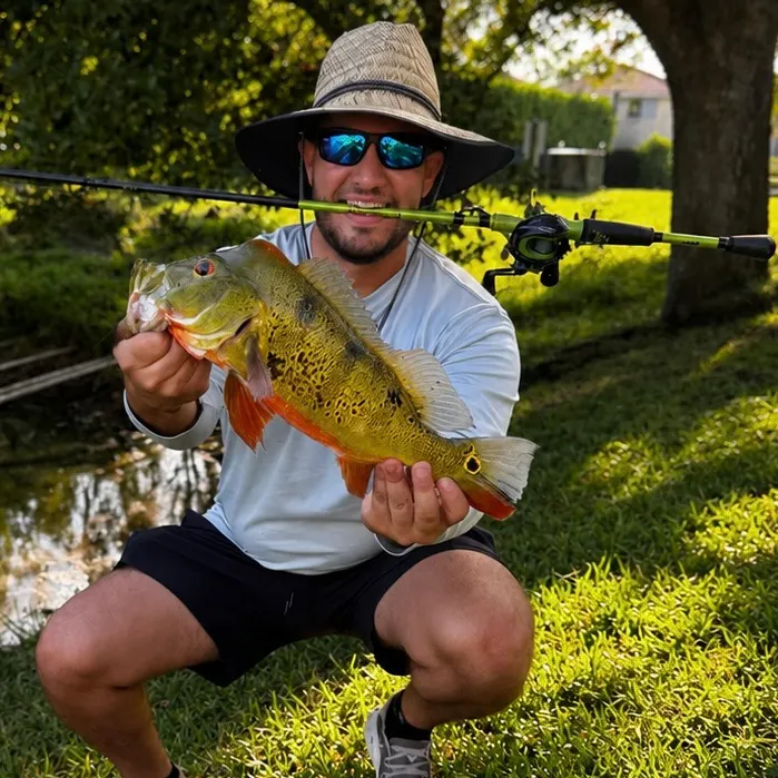 The most recent Speckled peacock bass catches on Fishbrain