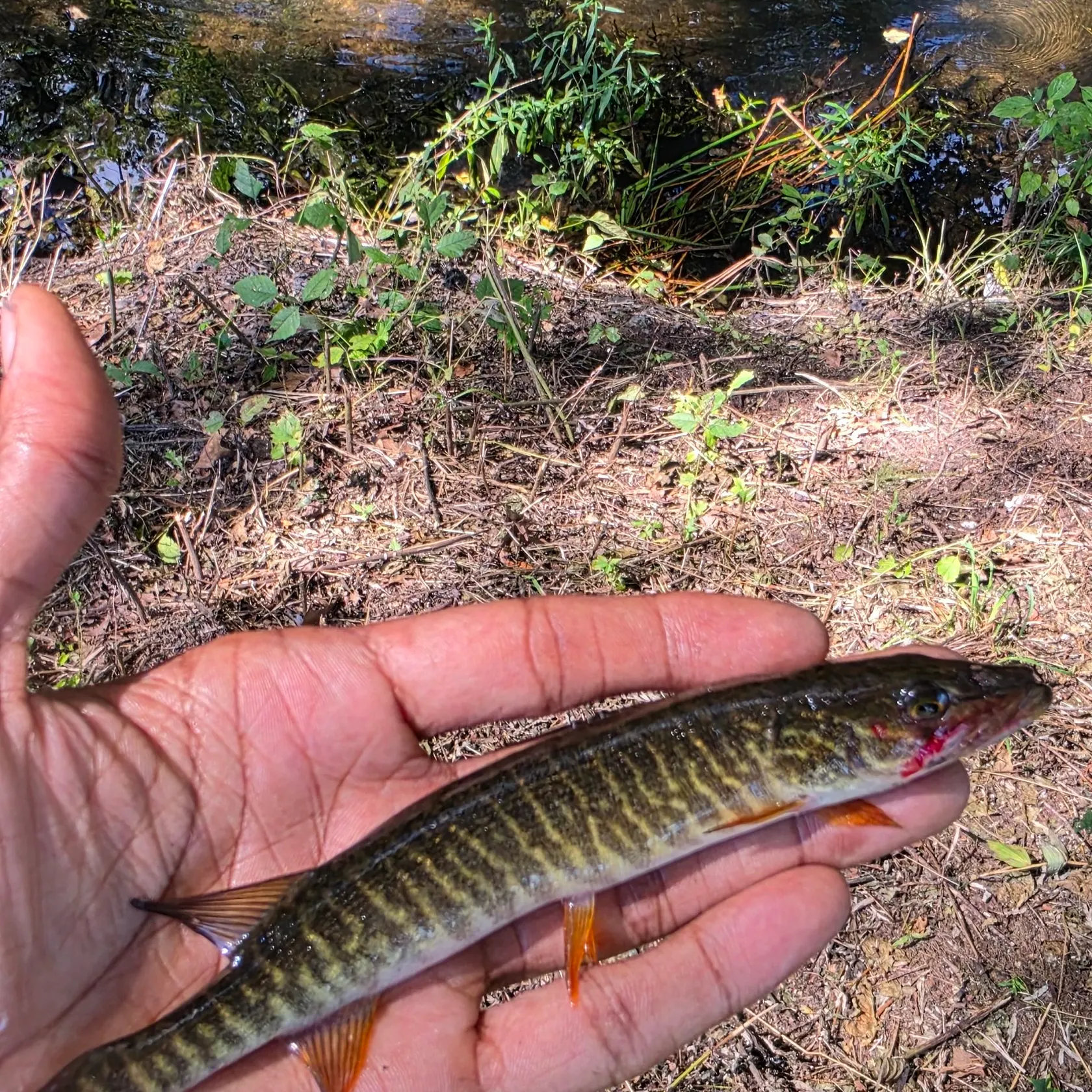 Redfin pickerel caught on Fishbrain