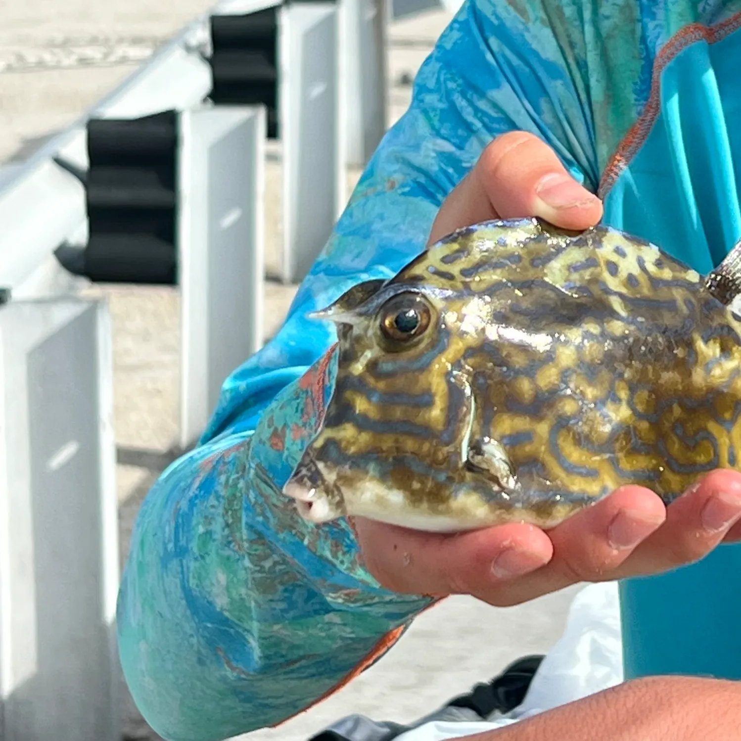 The most recent Scrawled cowfish catches on Fishbrain