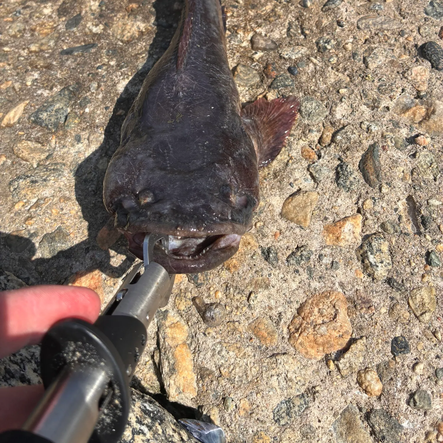 The most recent Plainfin midshipman catches on Fishbrain