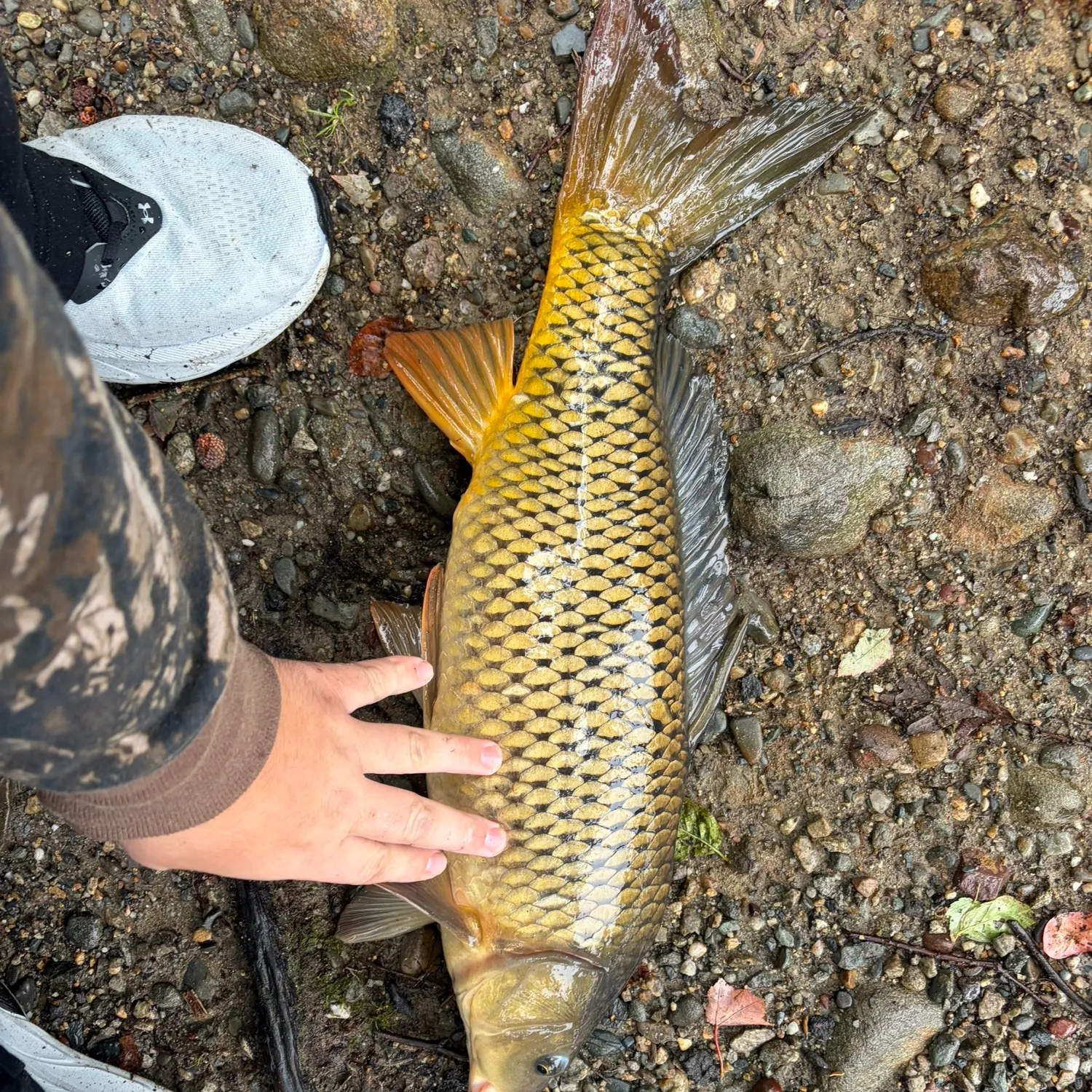 Common carp caught on Fishbrain