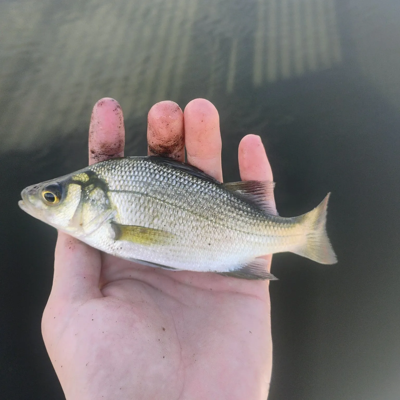White perch caught on Fishbrain
