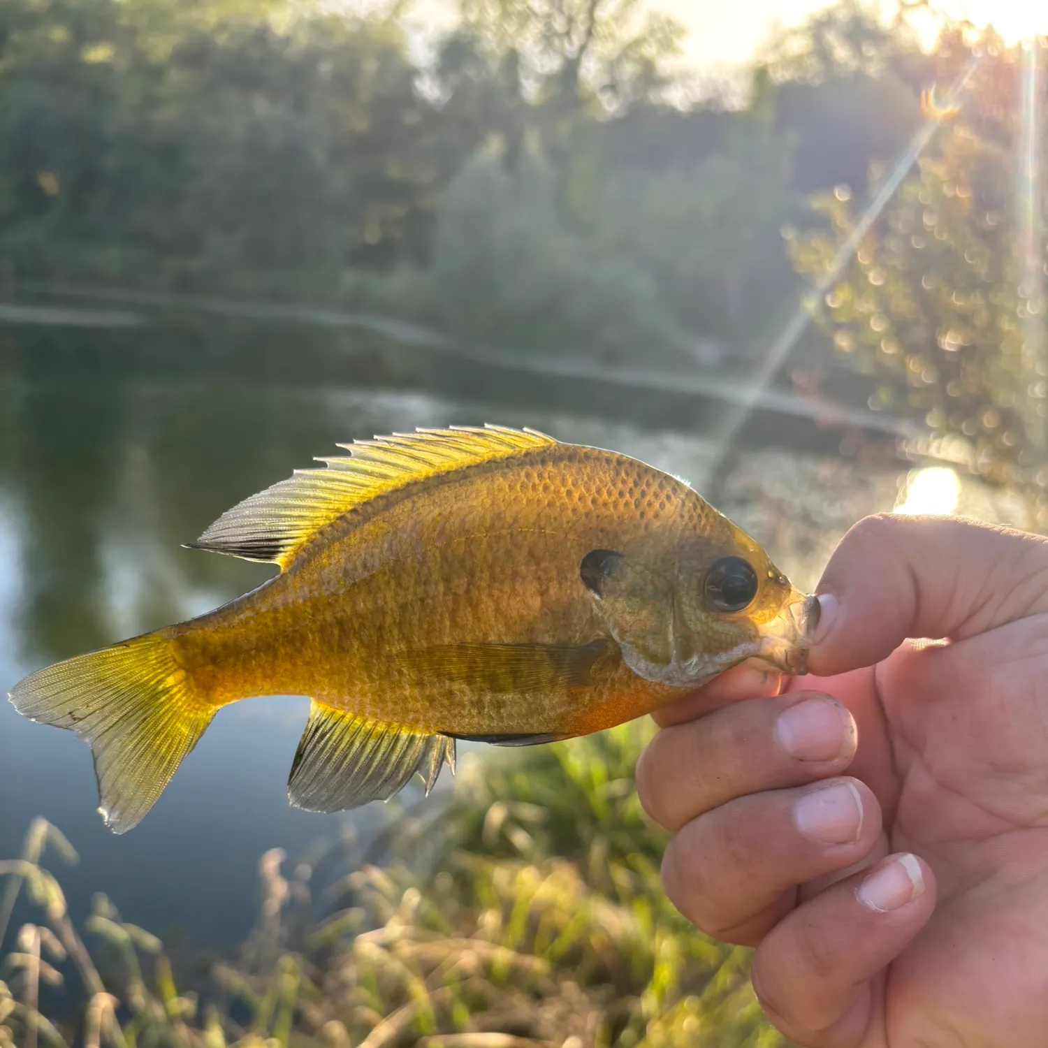 Bluegill caught on Fishbrain