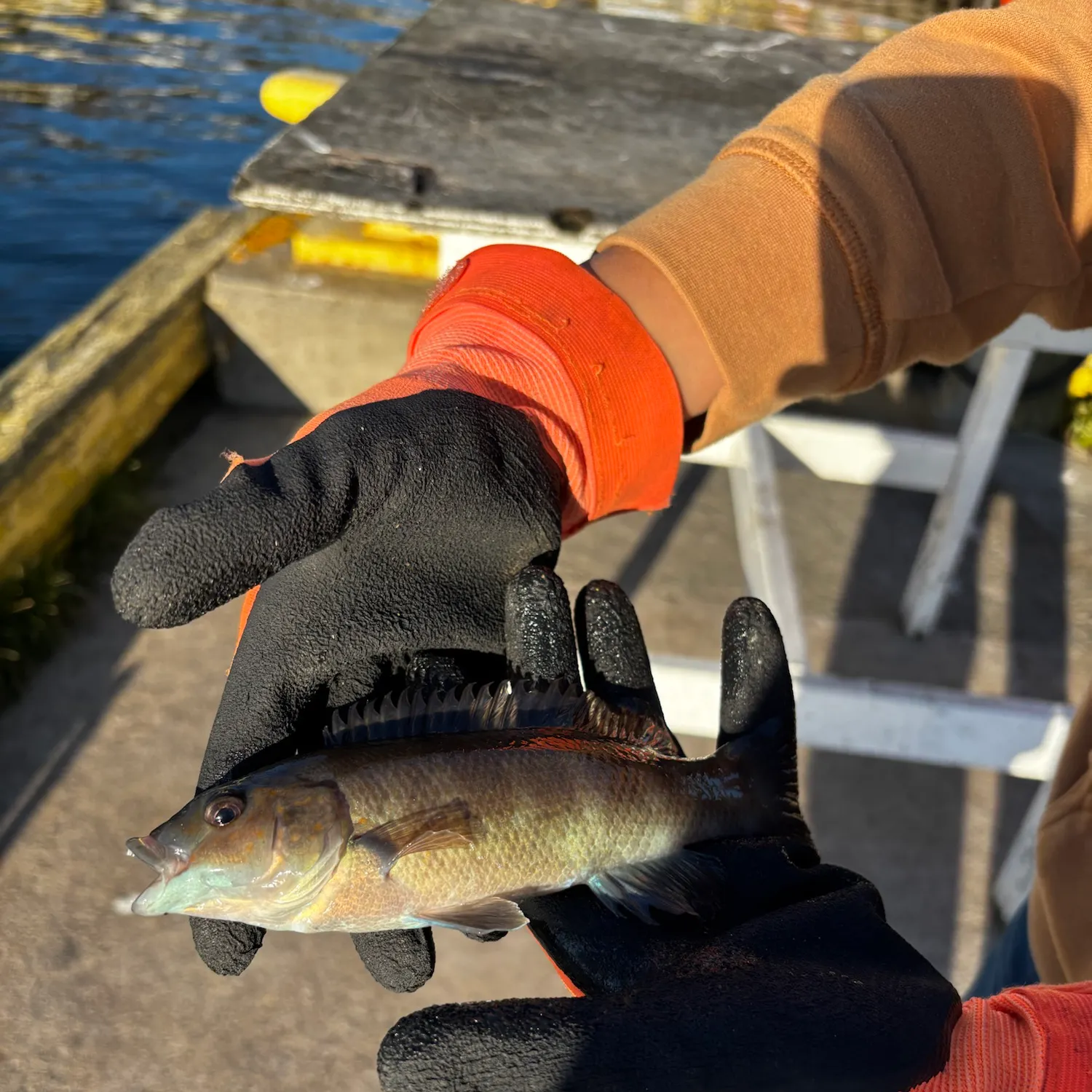 The most recent Cunner catches on Fishbrain