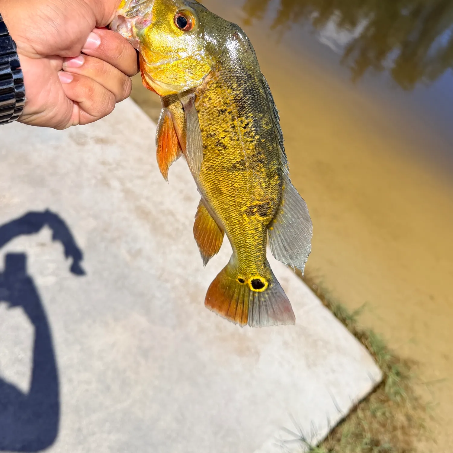 Butterfly peacock bass caught on Fishbrain
