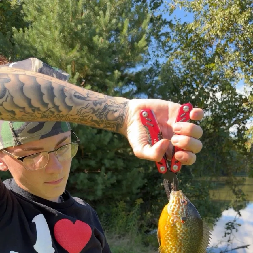 Pumpkinseed caught on Fishbrain